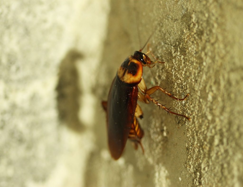 Does Rain Affect Pests In Hawaii After Heavy Flooding?