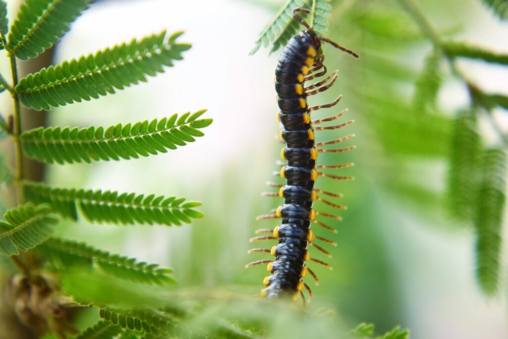 Hawaii Centipede Bite