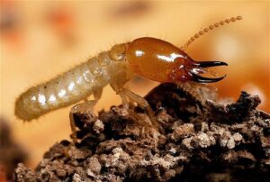 Hawaii's Termite Problem