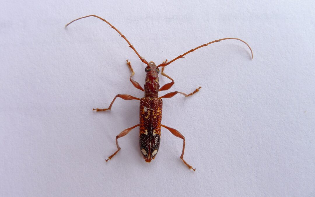 australian longhorn beetle hawaii s beetle problem long horn beetle