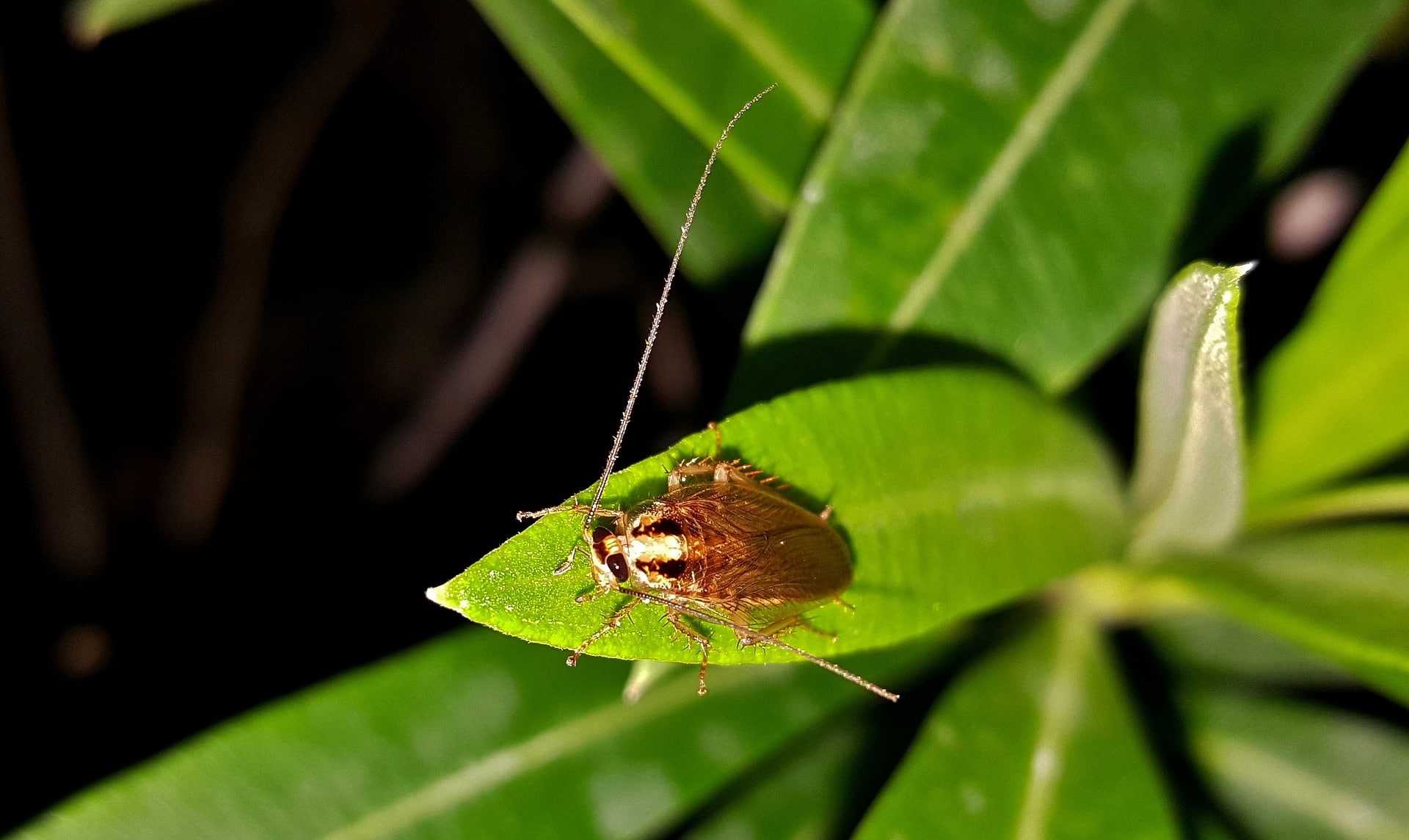 American Cockroach In Hawaii - A Common Problem We All Deal With.