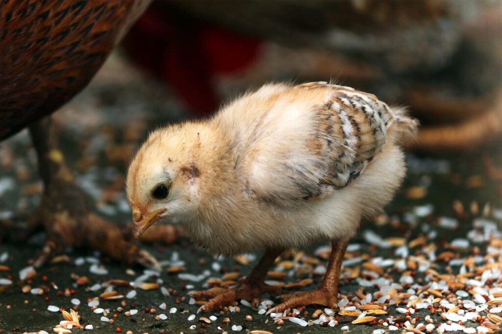 Kauai Chicken problem