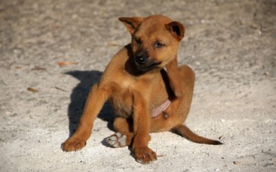 Flea Treatment & Control