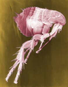 Hawaii Flea Control