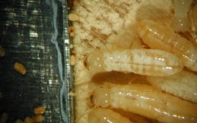 Drywood Termite Treatment in Hawaii