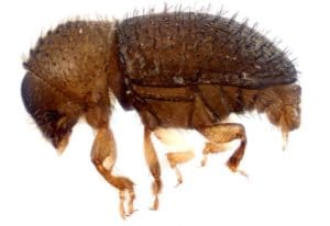 Kona Pest Control Beetle