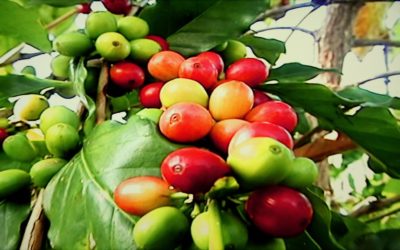 Big Island Hawaii Beetle Problems Affecting Kona Coffee