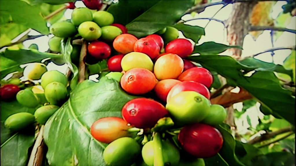 Kona Pest Control Affecting Kona Coffee