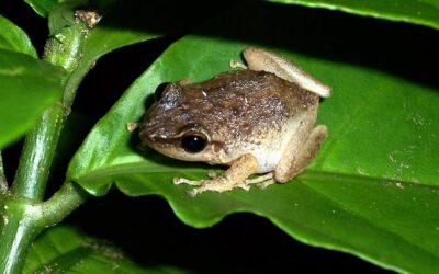 Hawaii Coqui Frog Problem