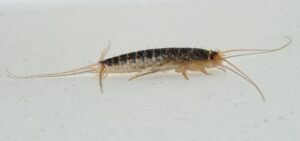 silverfish in Hawaii