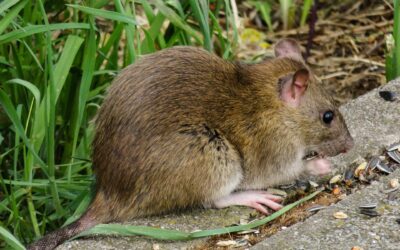 Rat Lung Disease In Hawaii