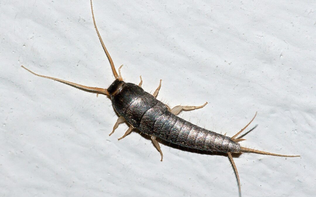 hawaii silverfish infest