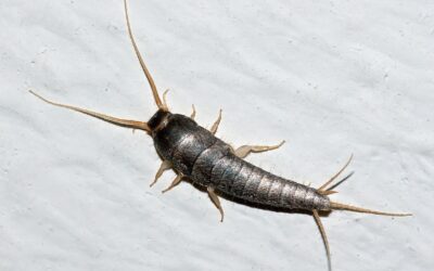 Hawaii Silverfish Pest