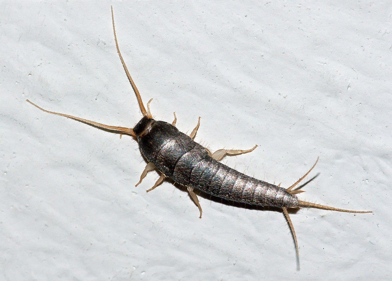 Hawaii silverfish pests aloha pest solutions hawaii
