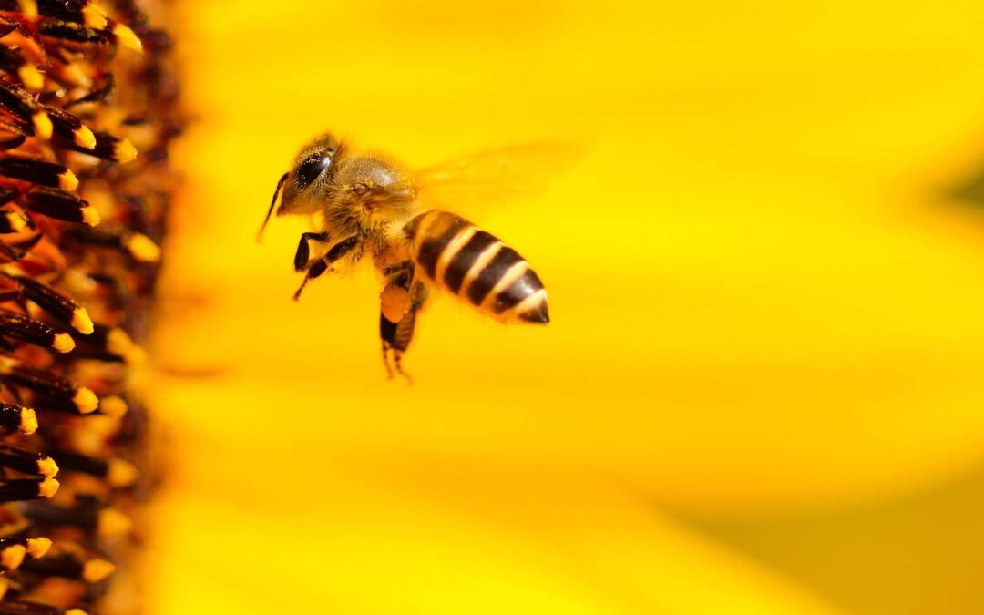 Bees Hawaii