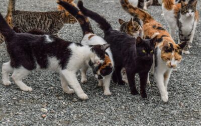 Hawaii’s Feral Cat Problem