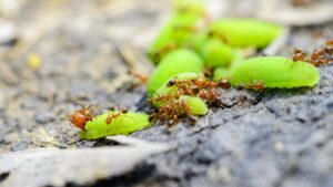 Hawaii fire ants