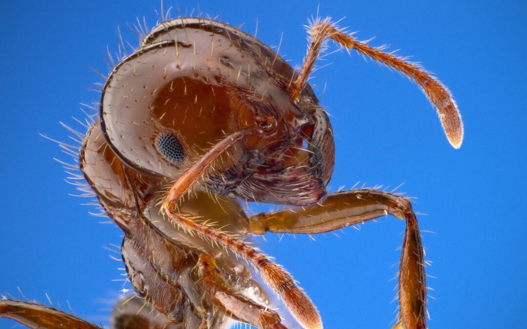 little fire ants