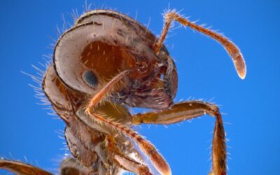 Hawaii Fire Ants
