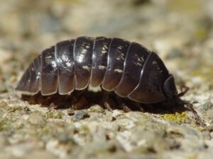 Hawaii Potato Bug