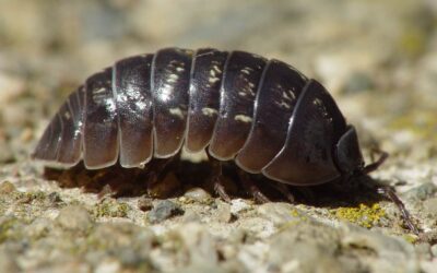 Hawaii’s Potato Bugs