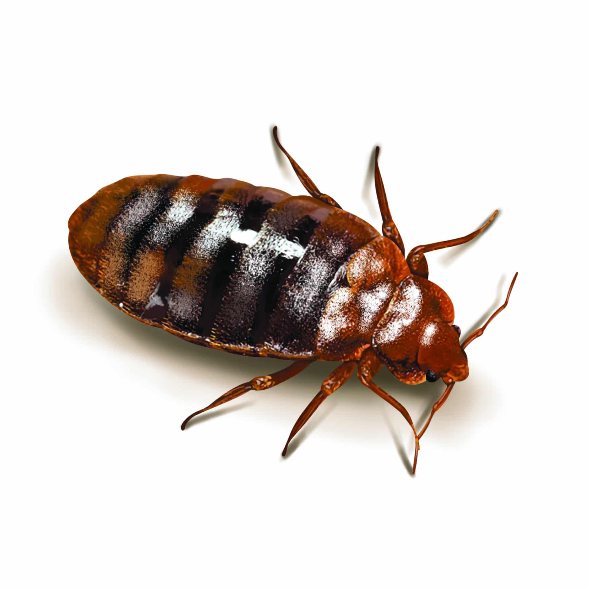 remove bed bugs