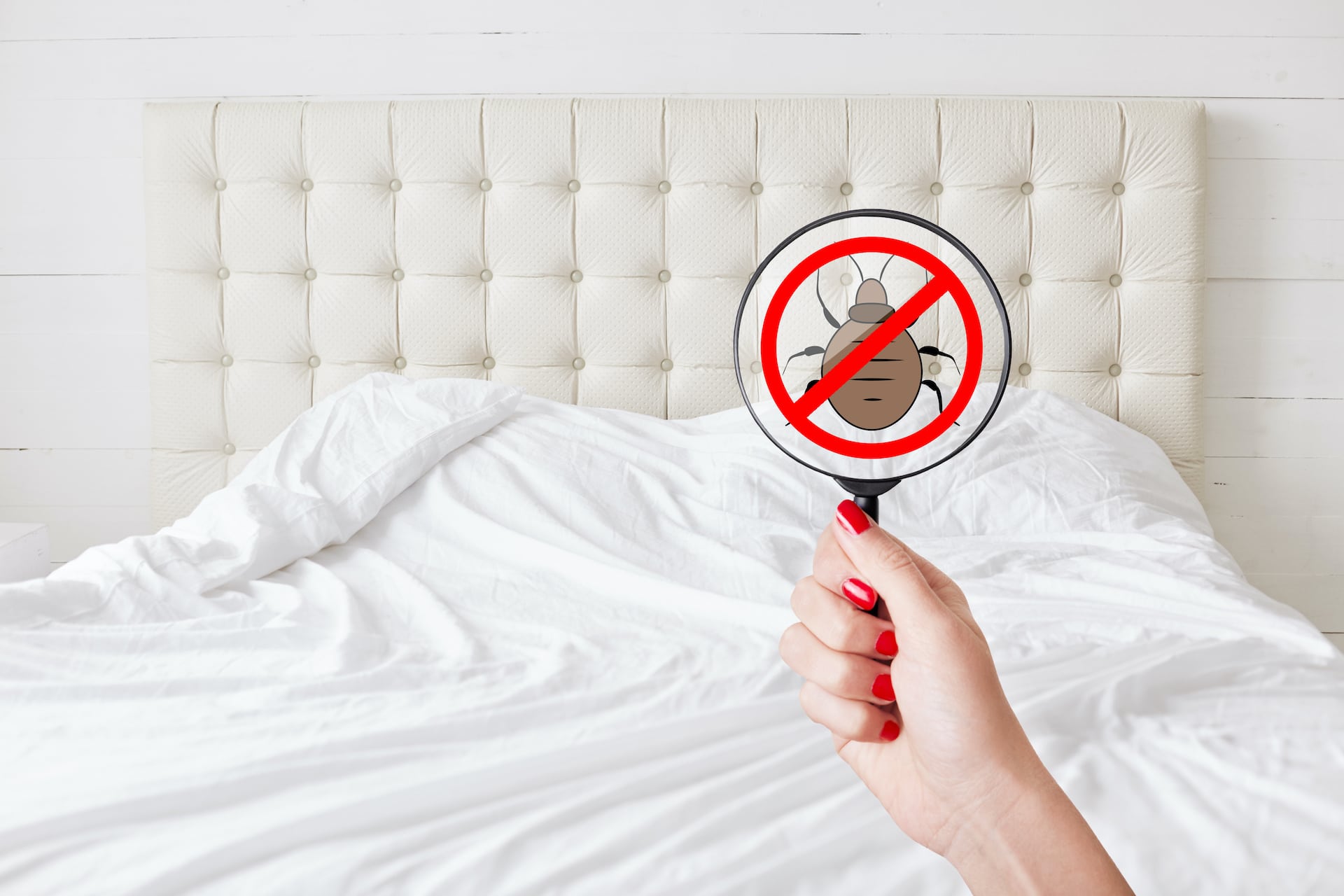bed bug treatment