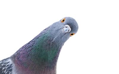 Hawaii Pigeons A Pest?